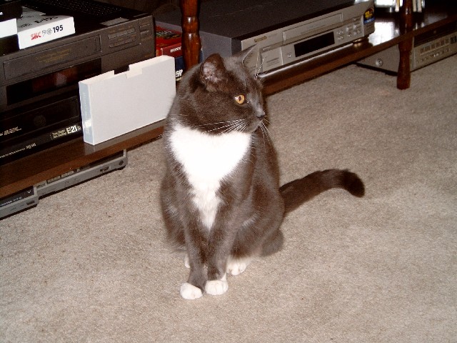 Snaggles