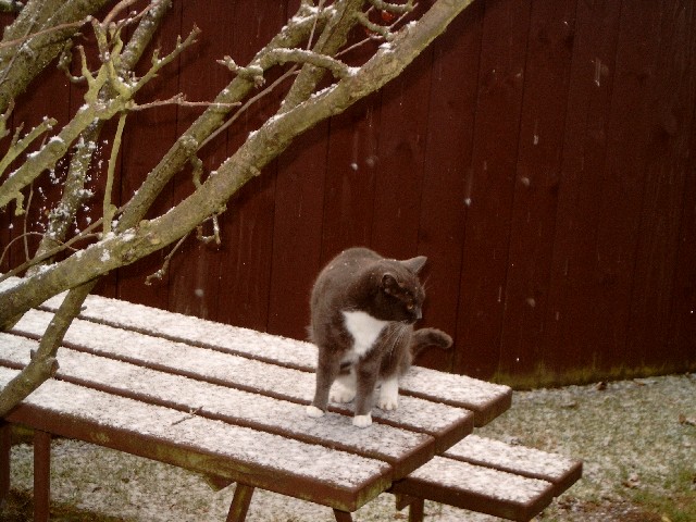Snaggles in the snow