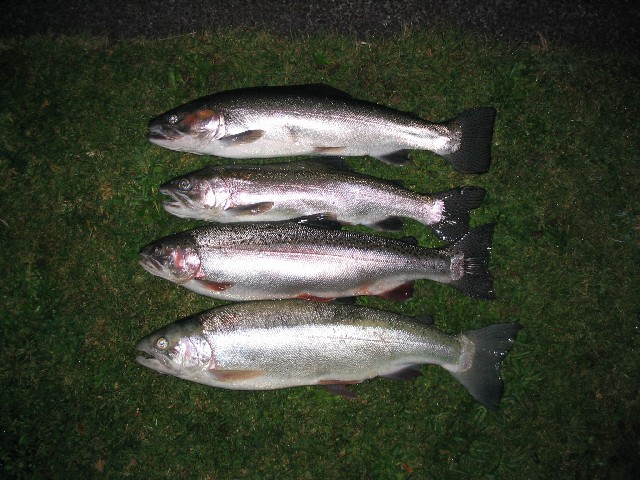 Four Rainbow Trout