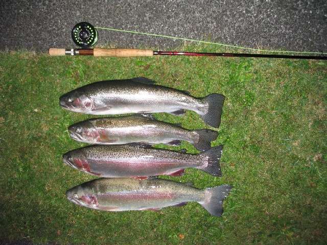 Four Rainbow Trout