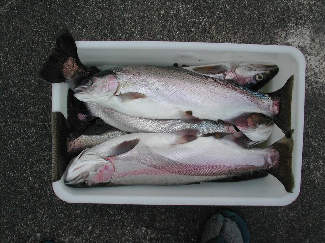 Five Rainbow Trout
