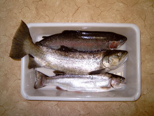 A Brown Trout and two Rainbow Trout
