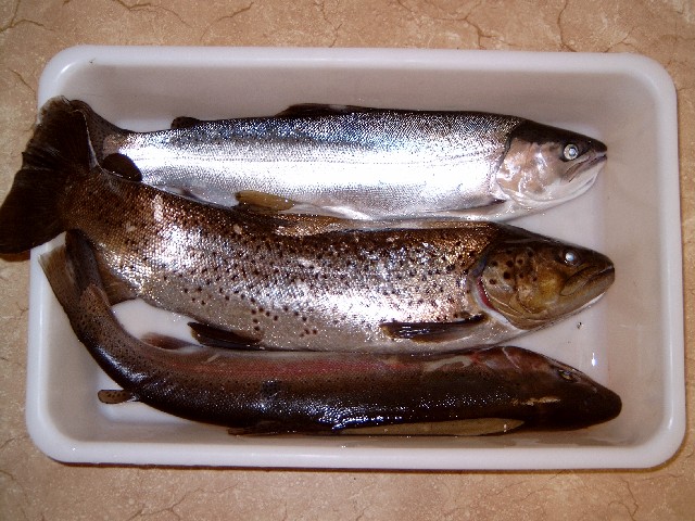 A Brown Trout and two Rainbow Trout