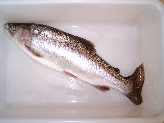 A Rainbow Trout