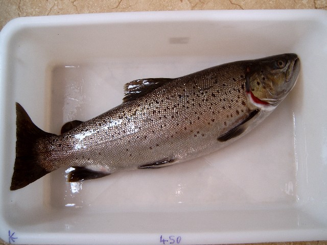 A Brown Trout