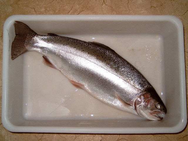 A Rainbow Trout