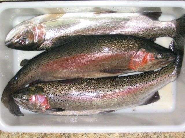 Three Rainbow Trout