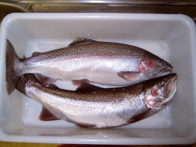 Two Rainbow Trout