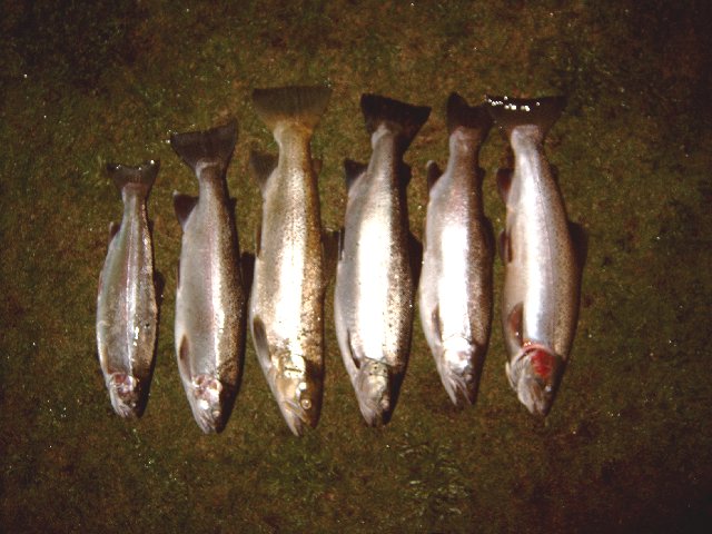 Six Rainbow Trout
