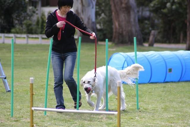 Fun Agility