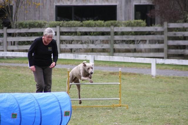 Fun Agility. Ruth