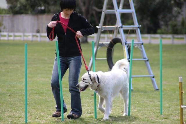 Fun Agility