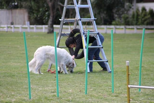 Fun Agility