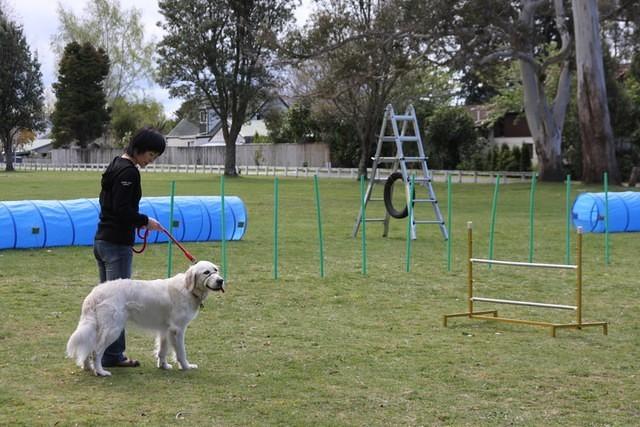 Fun Agility