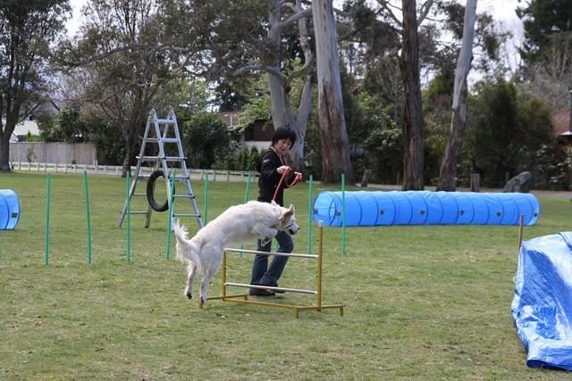 Fun Agility