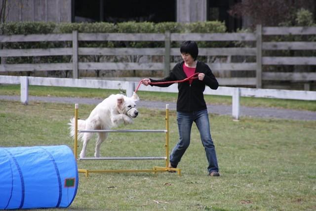 Fun Agility