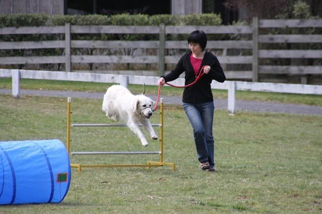 Fun Agility