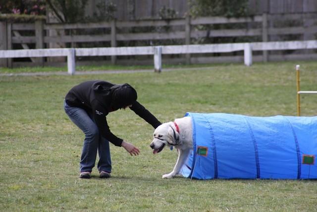 Fun Agility