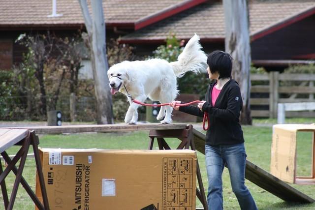 Fun Agility
