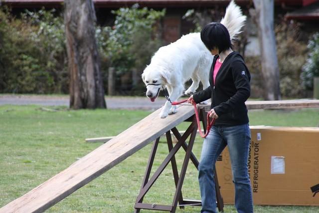 Fun Agility