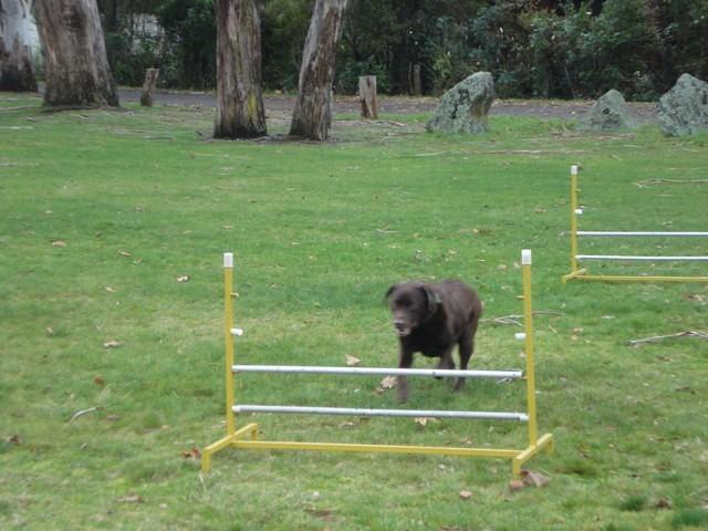 Fun Agility. Brianna
