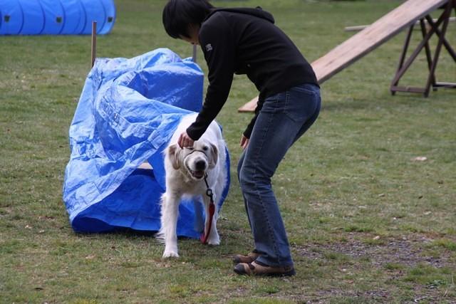 Fun Agility