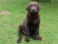 Brianna's puppy pictures