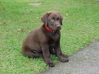 Brianna Puppy