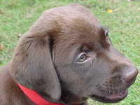 Brianna Puppy