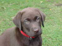 Brianna Puppy