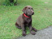 Brianna Puppy