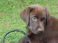 Brianna Puppy