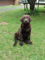 Brianna Puppy
