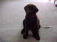 Brianna Puppy
