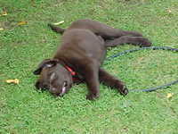 Brianna Puppy