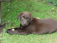 Brianna Puppy