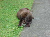 Brianna Puppy