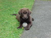 Brianna Puppy