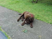 Brianna Puppy