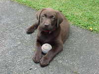 Brianna Puppy