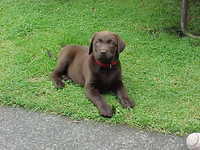 Brianna Puppy