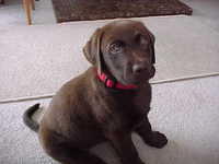 Brianna Puppy
