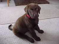 Brianna Puppy