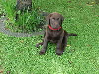 Brianna Puppy