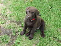 Brianna Puppy