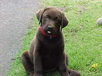 Brianna Puppy