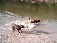 Brianna, Bella and friends
