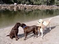 Brianna, Bella and friends