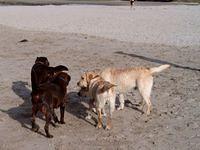 Brianna, Bella and friends