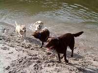 Brianna, Bella and friends